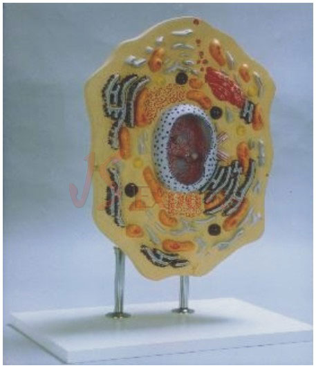 TYPICAL ANIMAL CELL